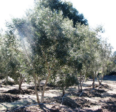 Olive Tree Farm Nursery - Careful Selection, Delivery and ...