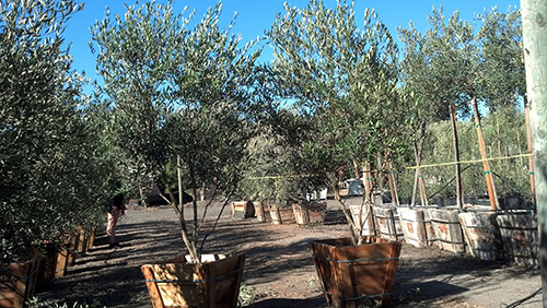 Fruitless Olive Trees Farm Nursery California