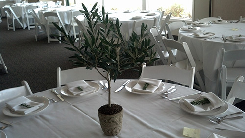 Orla: Extra Large Faux Olive Tree - Artificial Mature Olive Tree - Artificial  Olive Tree Large 