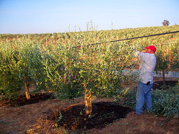 Where Can I Buy Olive Trees in Texas to Grow at Home? – Texas Hill Country  Olive Co.