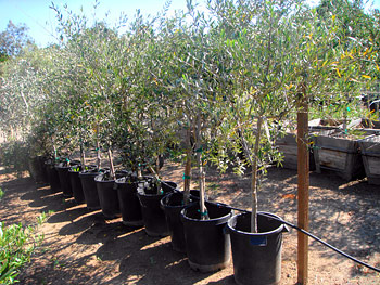 Frantoio Olive Tree - Olives Unlimited