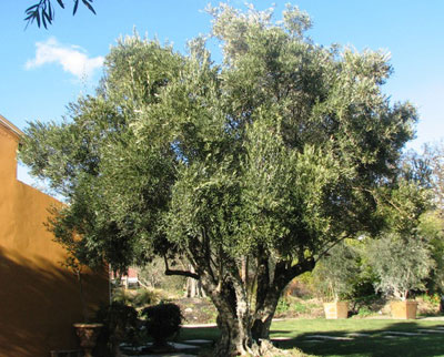 <span class= "e">5</span> 150yr old Multi-trunk Olive