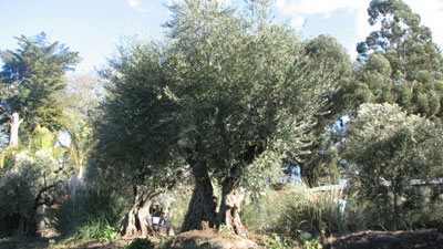 <span class= "e">5</span> 150yr Old Multi-trunk Olive