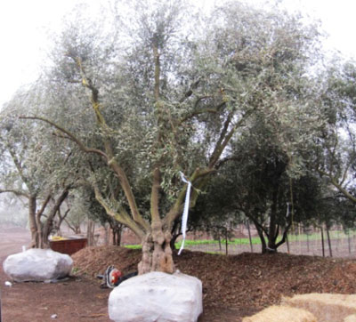 <span class= "e">5</span> 85yr old Manzanillo Olive tree