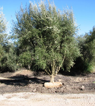 Olive Tree Farm Nursery - Careful Selection, Delivery and Planting.