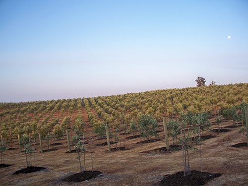 Olive trees for sale