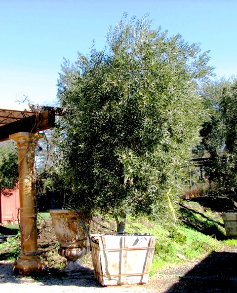 Mission Fruiting Olive Tree