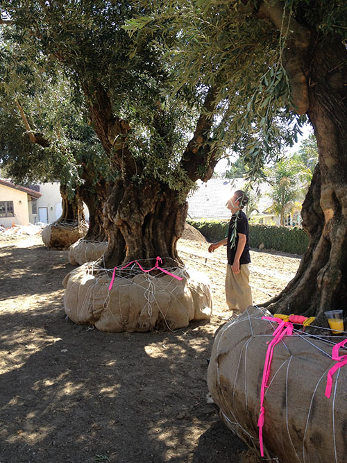 Olive Tree History - Olive Tree Farm