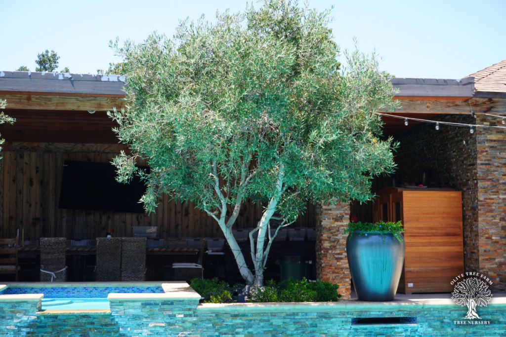 Olive trees for sale