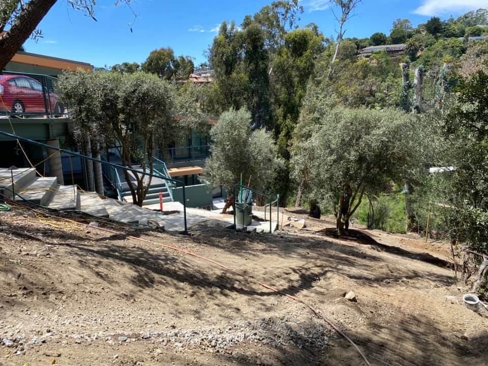 Installing Swan Hill olive trees in San Rafael on a hillside
