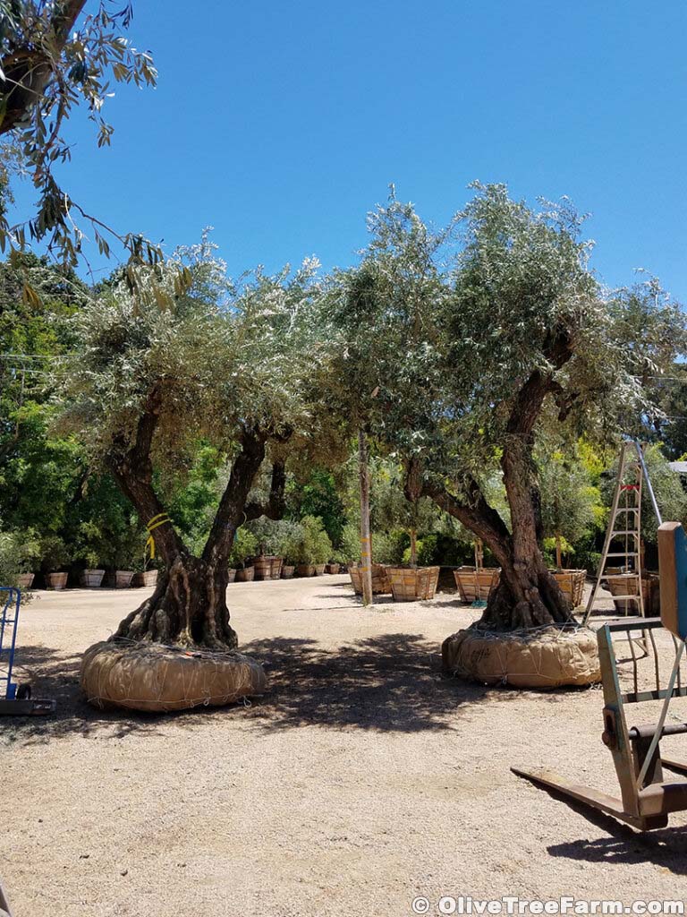 Swan hill olive trees