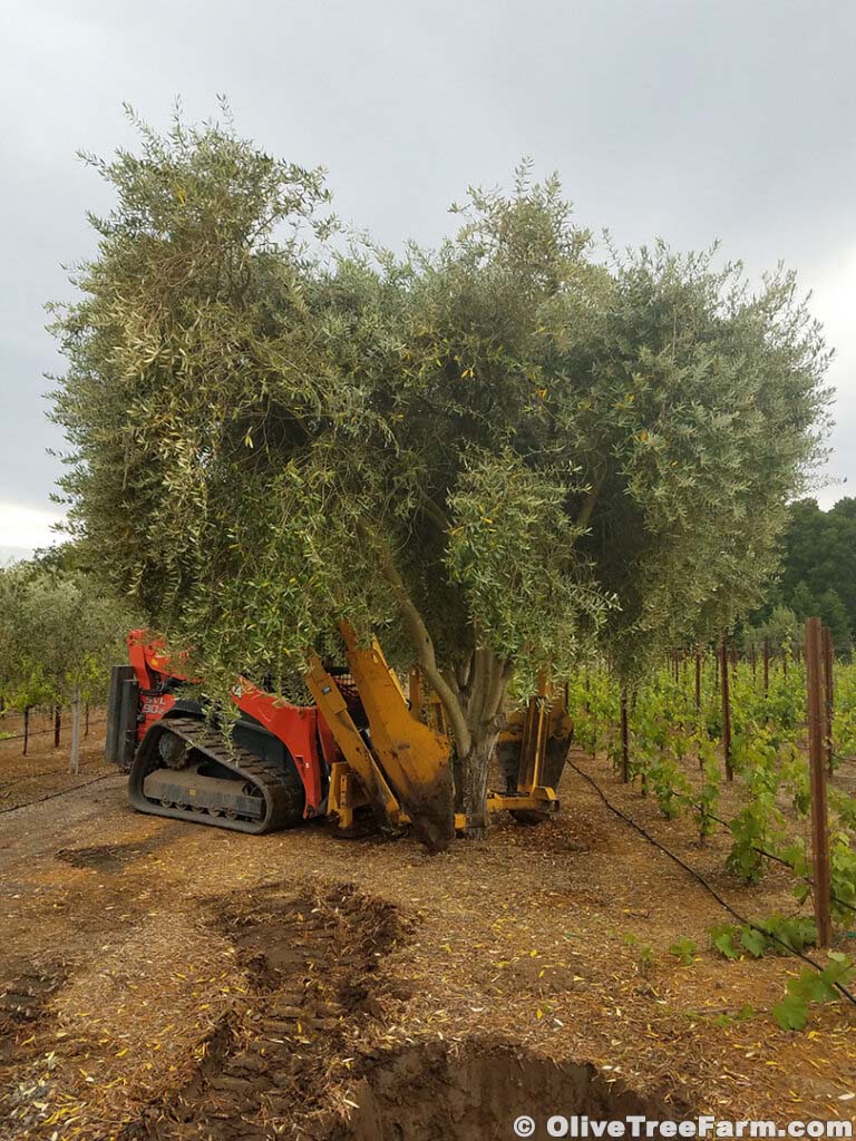 Olive trees for sale