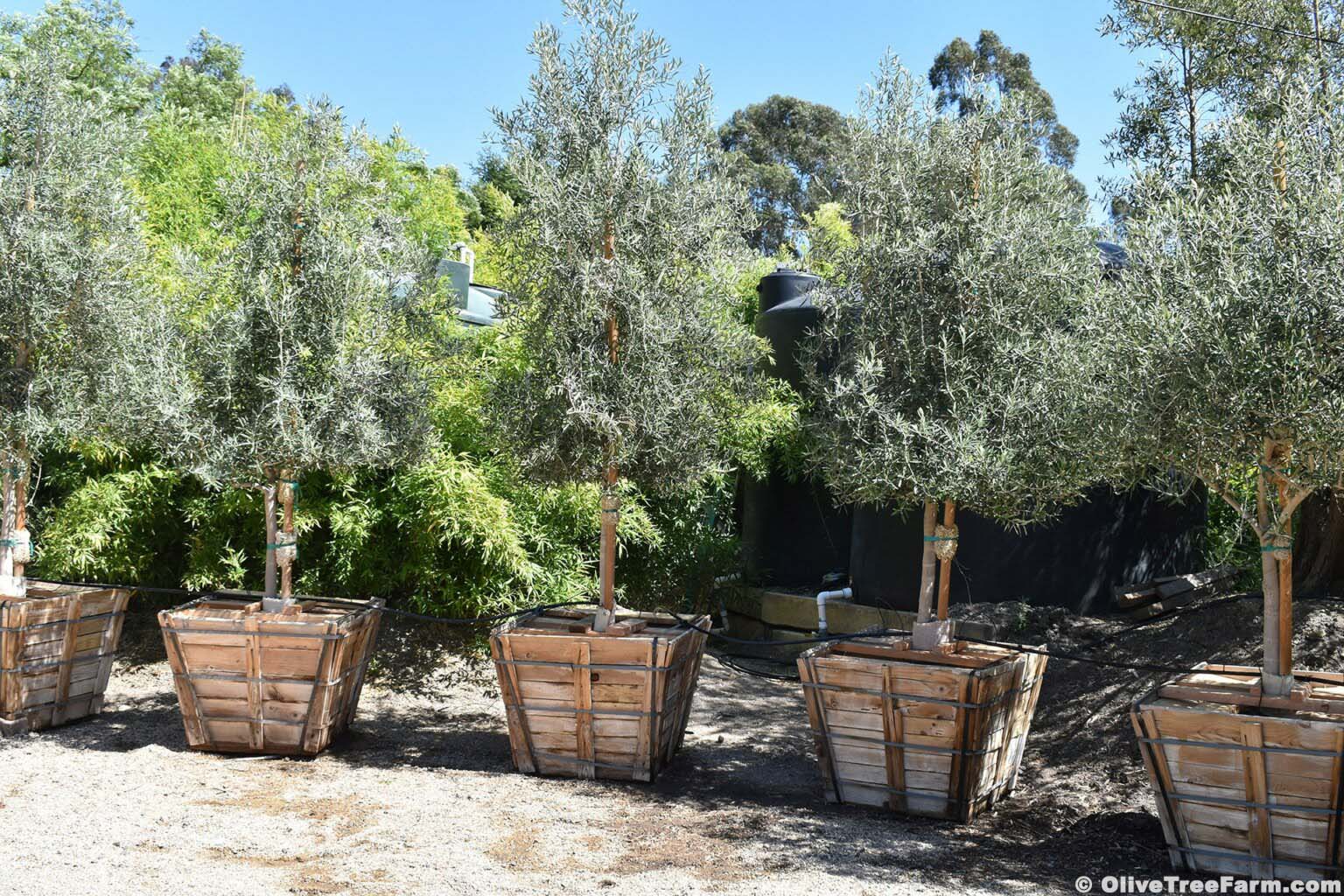 118_1349 Photograph of olive trees at The Olive Tree Farm