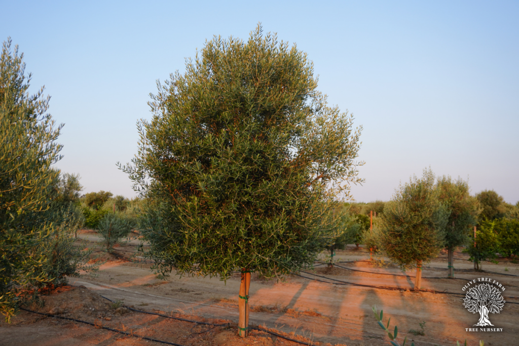 Olive trees for sale