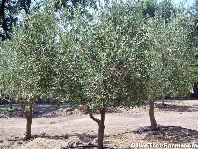 Burlap Manzanillo Olive Trees planted in yard