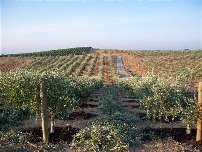 Pruned olive trees
