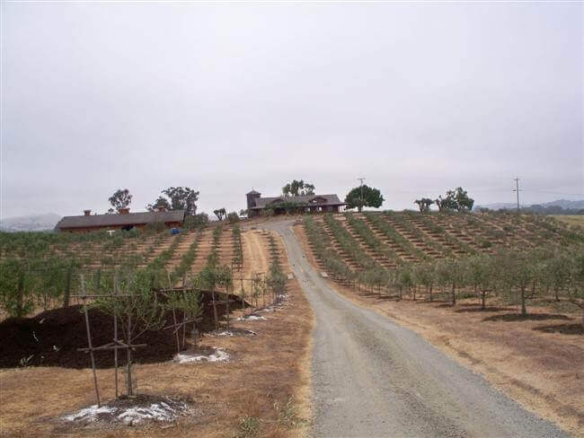 Driveway through Tacott olive orchard