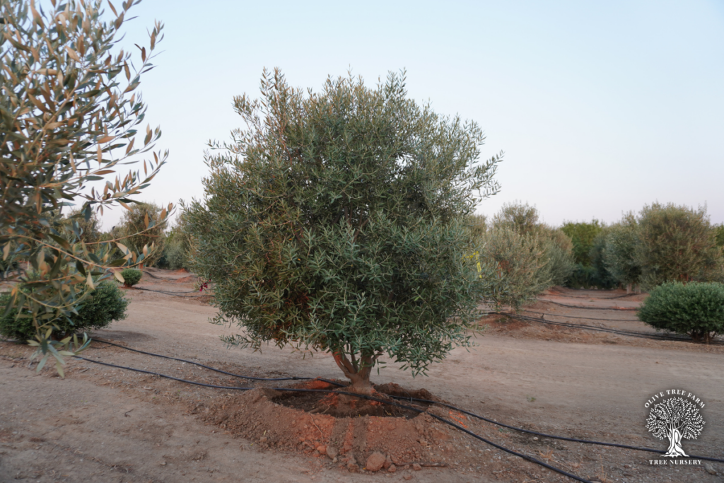 Olive trees for sale