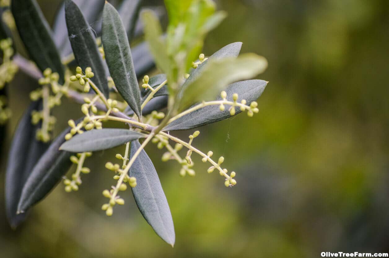 Olive Gallery Olive Tree Farm