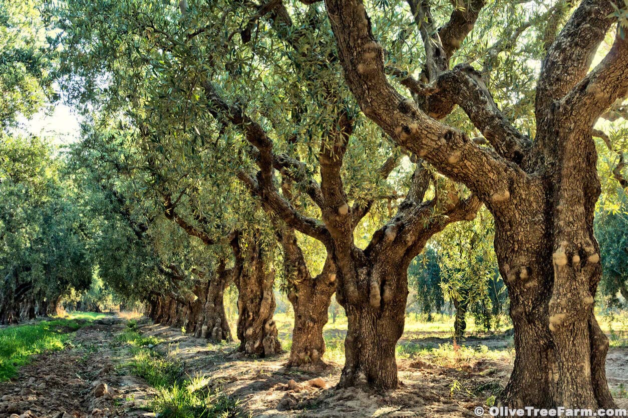 Olive Gallery Olive Tree Farm