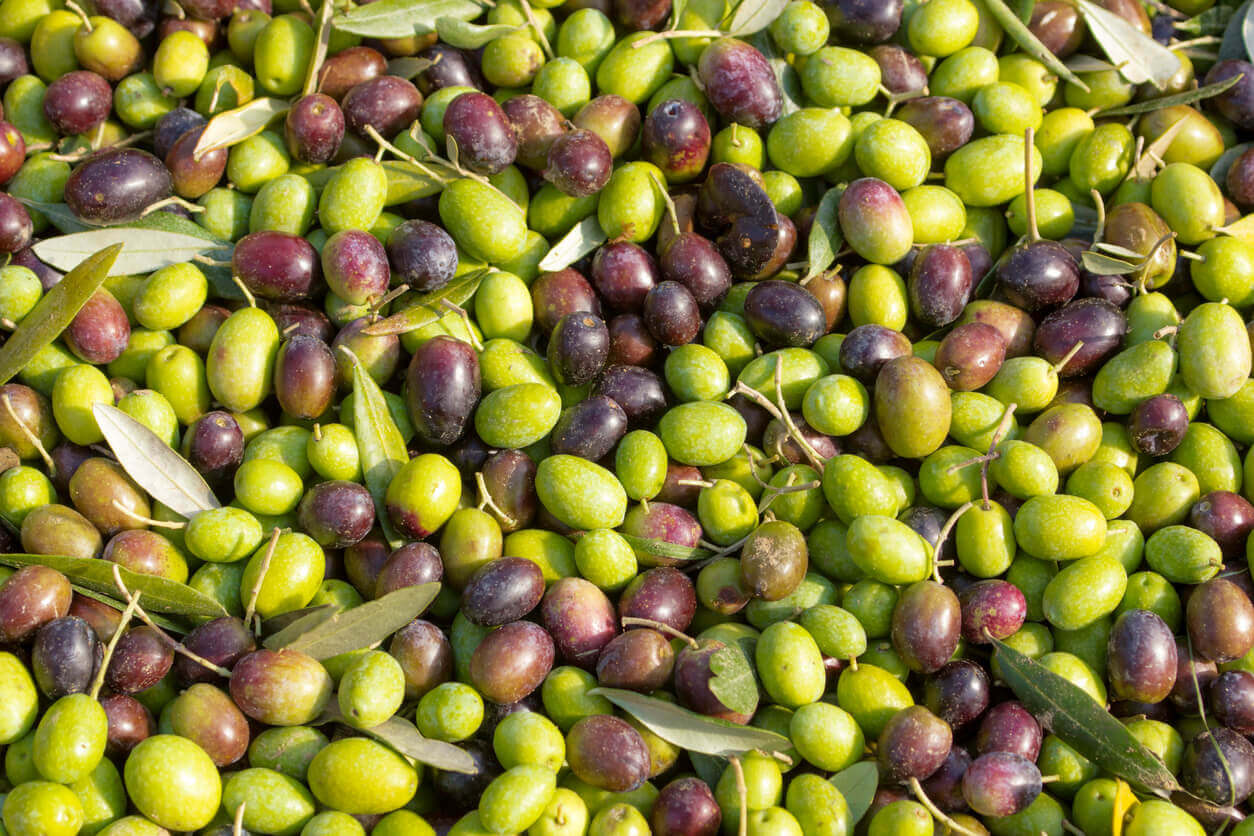 32_1279 Photograph of olive trees at The Olive Tree Farm