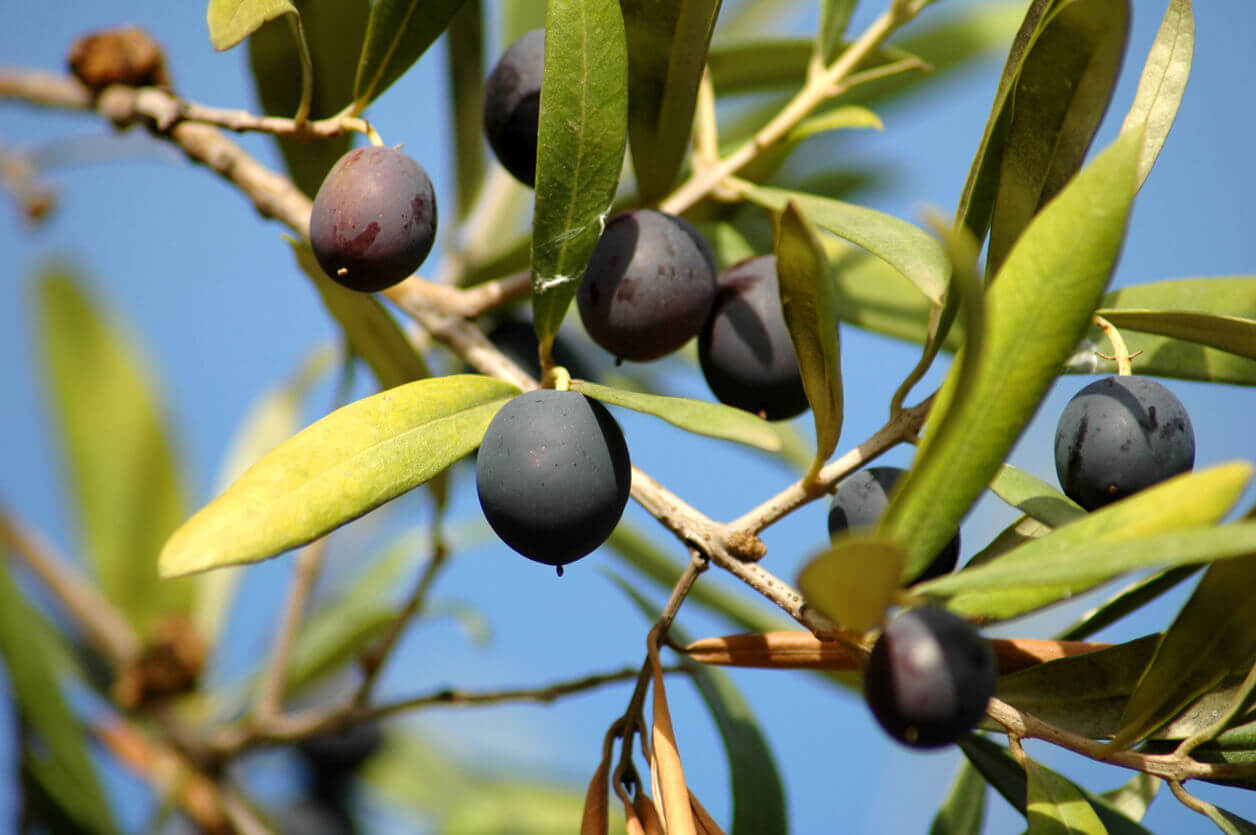 32_1287 Photograph of olive trees at The Olive Tree Farm
