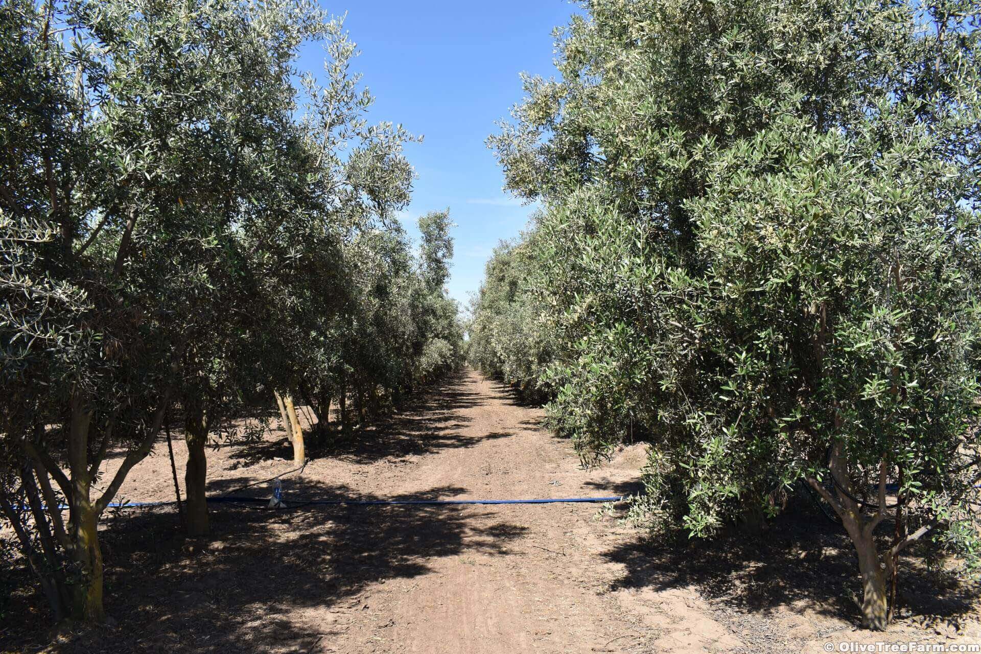 Olive grove israel galilee oil ancient italy tree farms orchard around stock trees traveling italian landscape olivo travel jerusalem petra