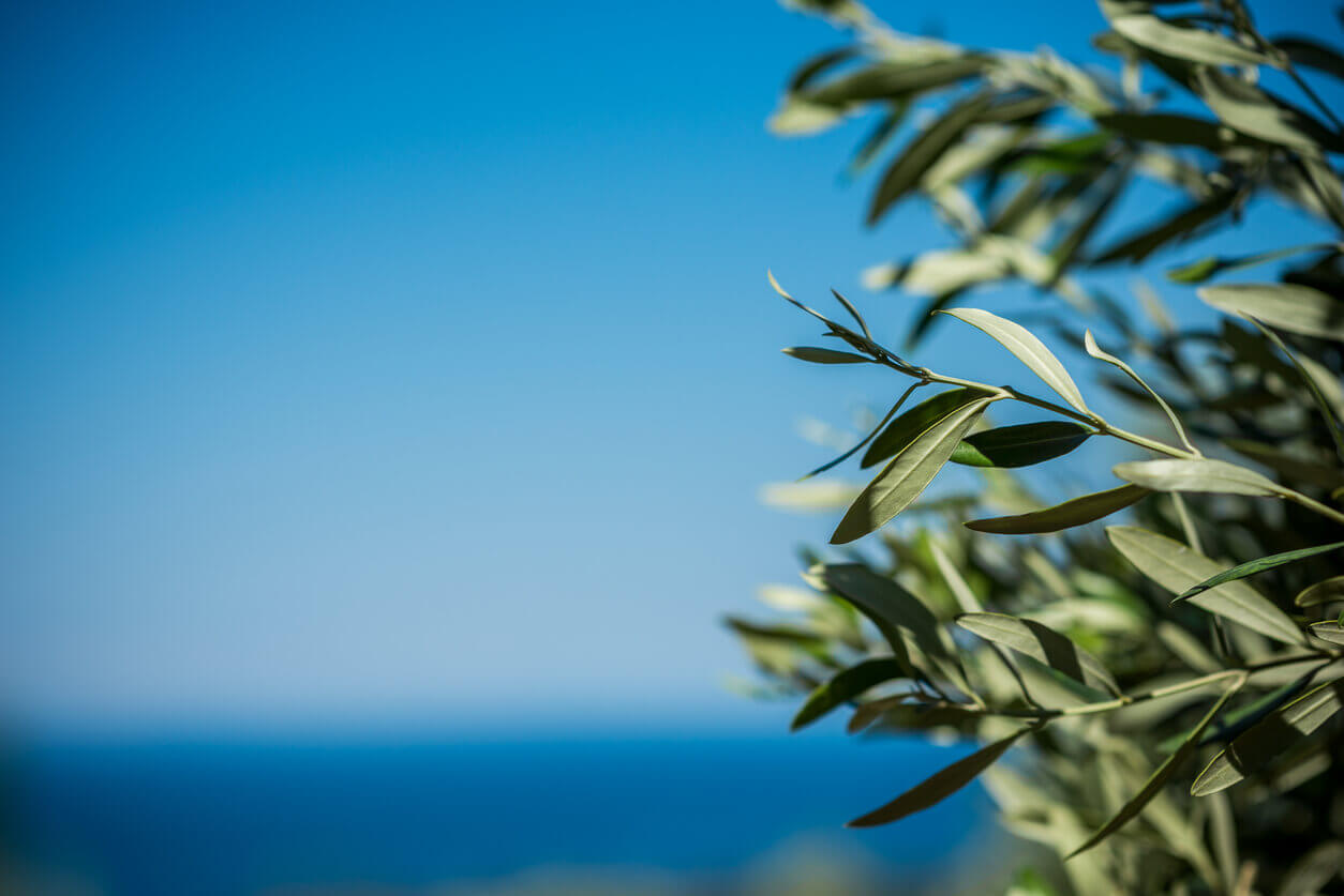 Olive Tree Pests & Disease Olive Tree Farm