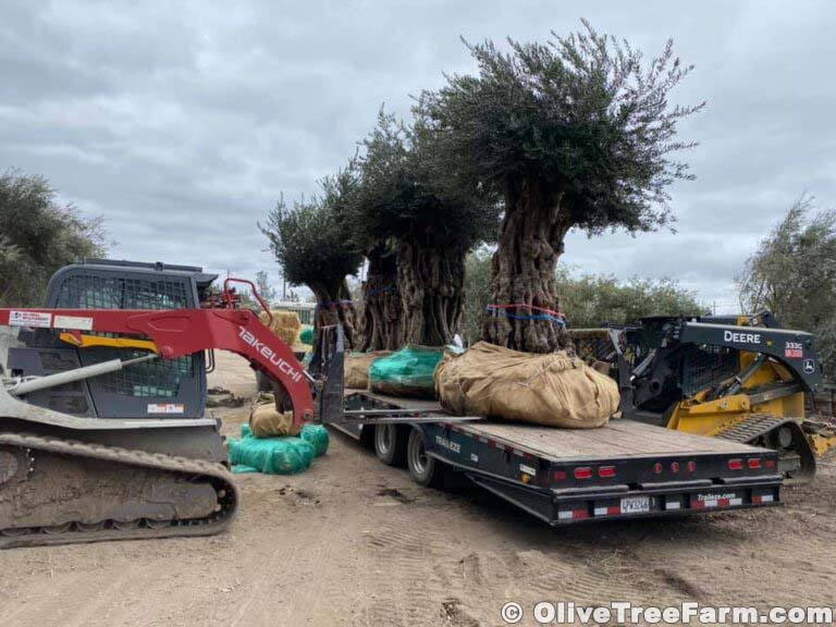 Mature olive trees prepared for planting