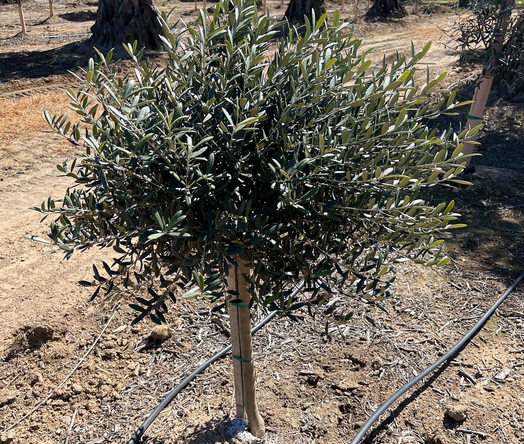 Live olive tree plants