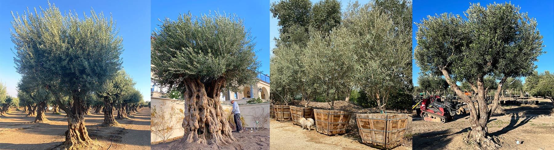 Fruitless Olive Trees for sale on a farm in Sonoma