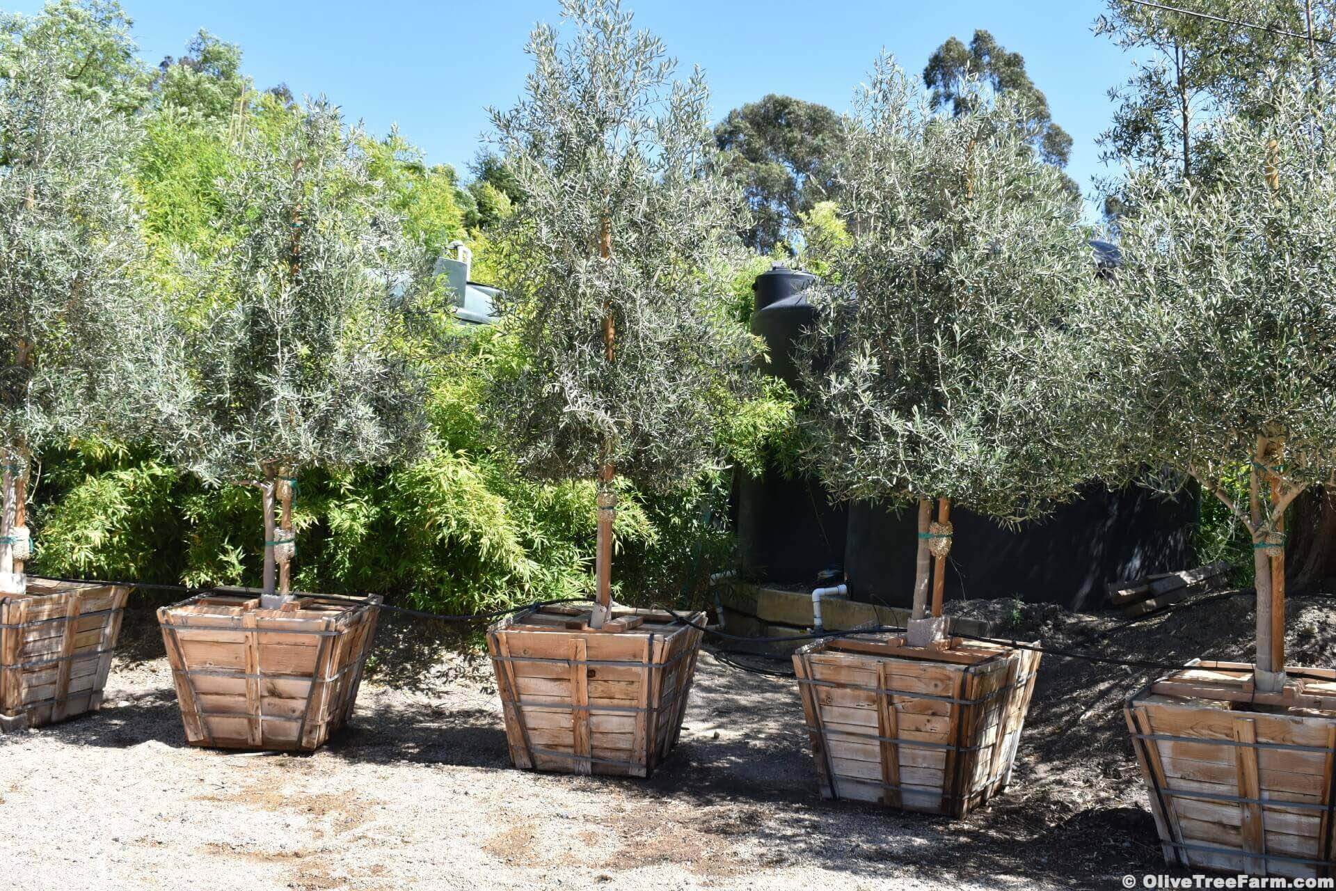 Sevillano Olive Trees - Olive Tree Farm