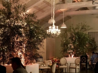 Swan Hill Olive Trees