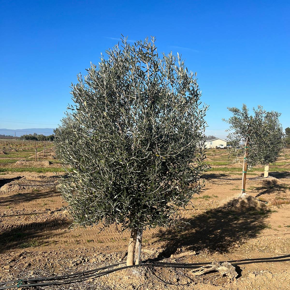 Decorative Mission Olive Tree