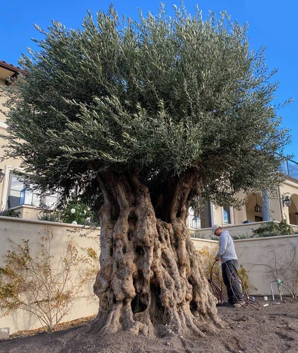 Black and Green Ripe Olives Growing on the Branch of an Olive Tree