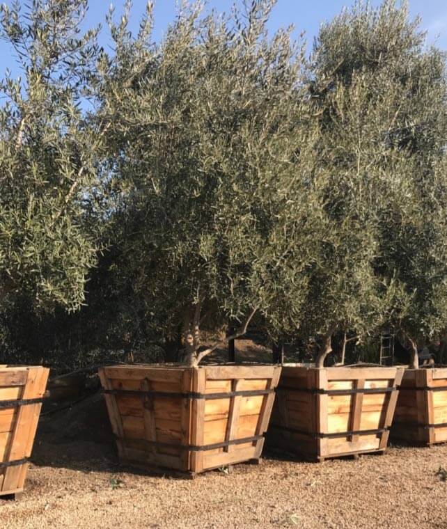 swan hill olive tree height