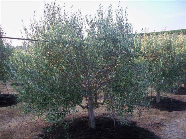 Zitoun Olive Tree For Sale