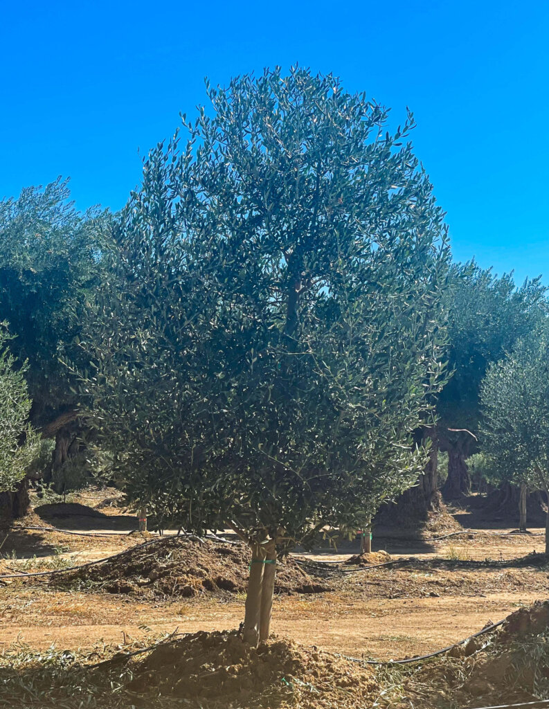 Frantoio olive tree