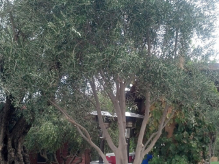 Olive trees for sale