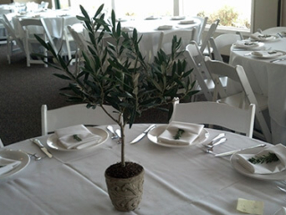 Olive trees for sale