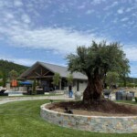 Mature Olive Trees For Sale