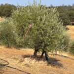 Swan Hill Olive Trees