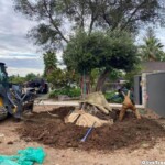 Swan Hill Fruitless Olive Tree Install