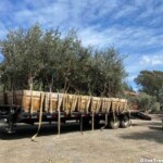 Swan Hill fruitless olive trees for sale