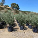 Swan Hill Fruitless olive trees for sale at the-farm