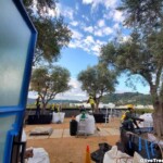 Swan Hill fruitless olive trees being installed