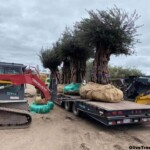 Swan Hill fruitless olive trees for sale