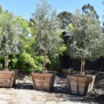 Swan Hill fruitless olive trees for sale in boxes