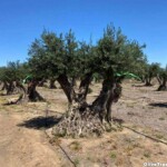 Mature olive trees for sale