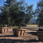 Swan Hill Olive Trees for sale